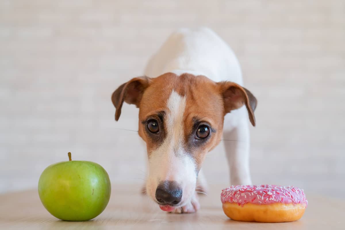 dog standing bewtween apple and doughnut