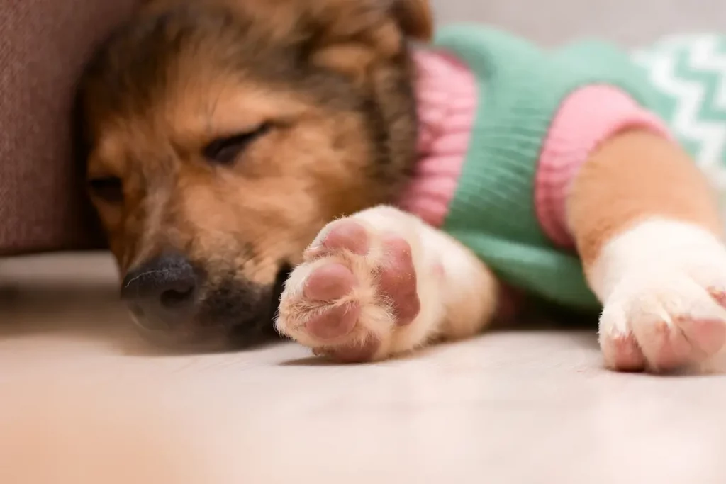 dog laying on side showing pink paw pads