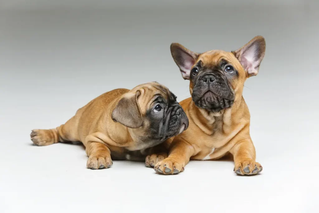 two french bulldog puppies lying down one with ears standing up other ears are floppy