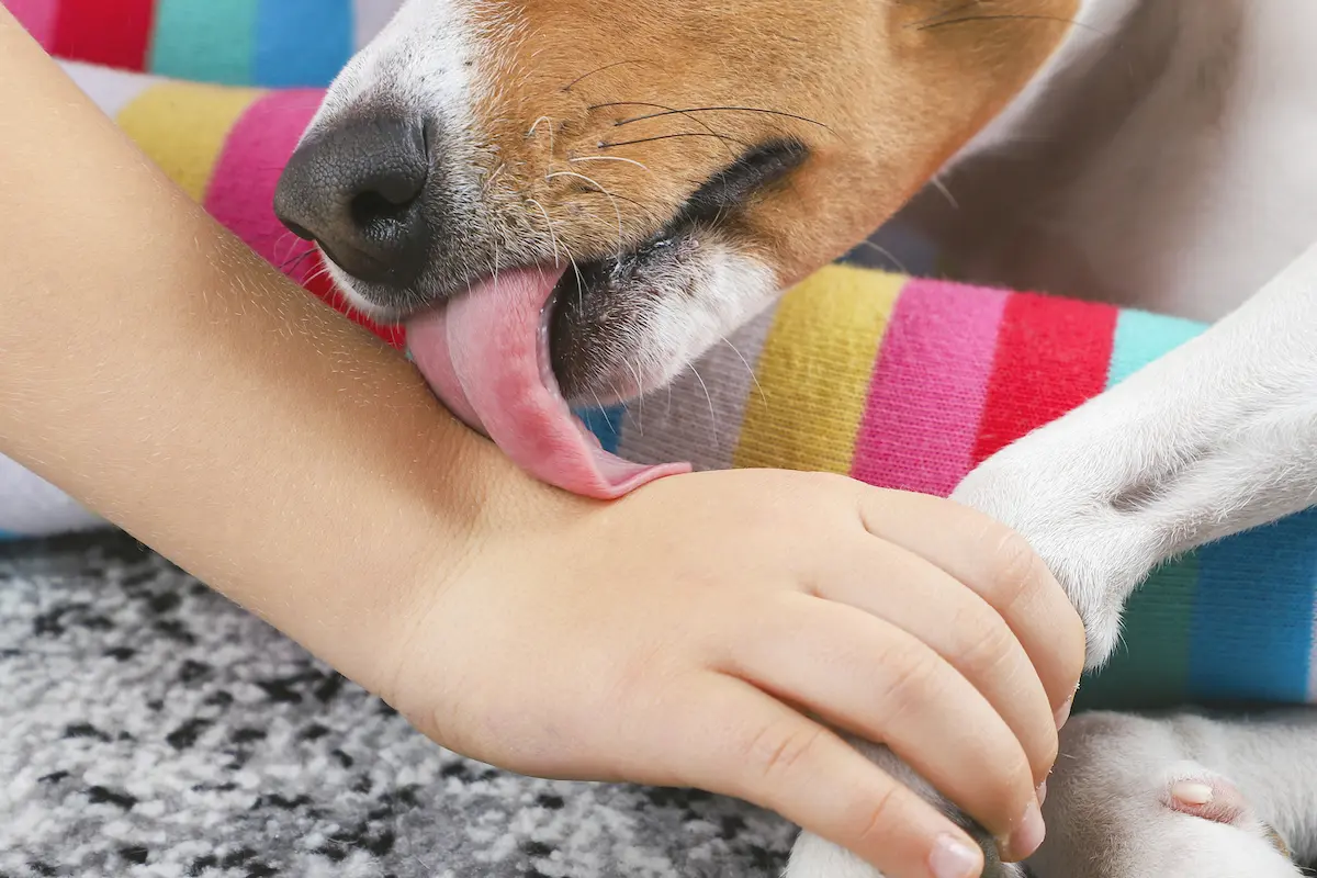 dog licking lotion off of hand