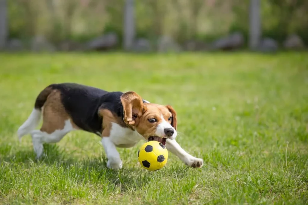 hyper beagle playing with ball in park
