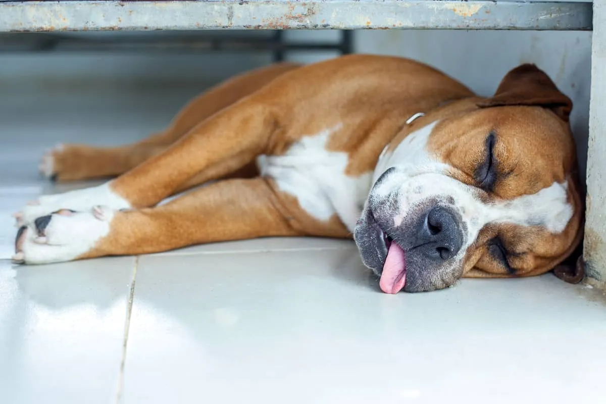 dog laying down with tongue out