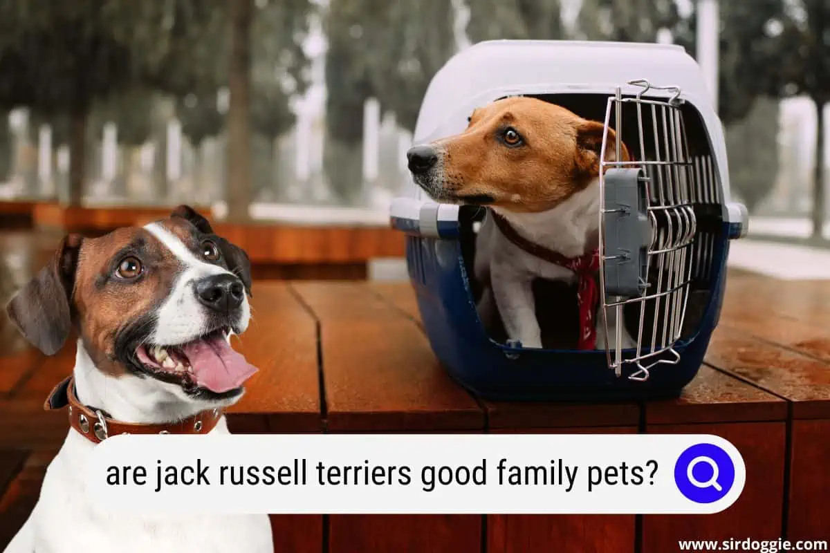 Are Jack Russell Terriers good family pets