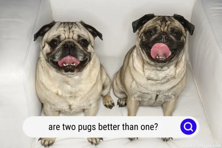 Are Pugs Happier in Pairs? [ANSWERED]