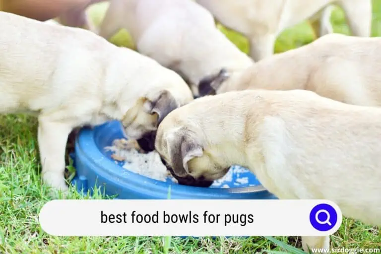 5 Best Food Bowls For Pugs
