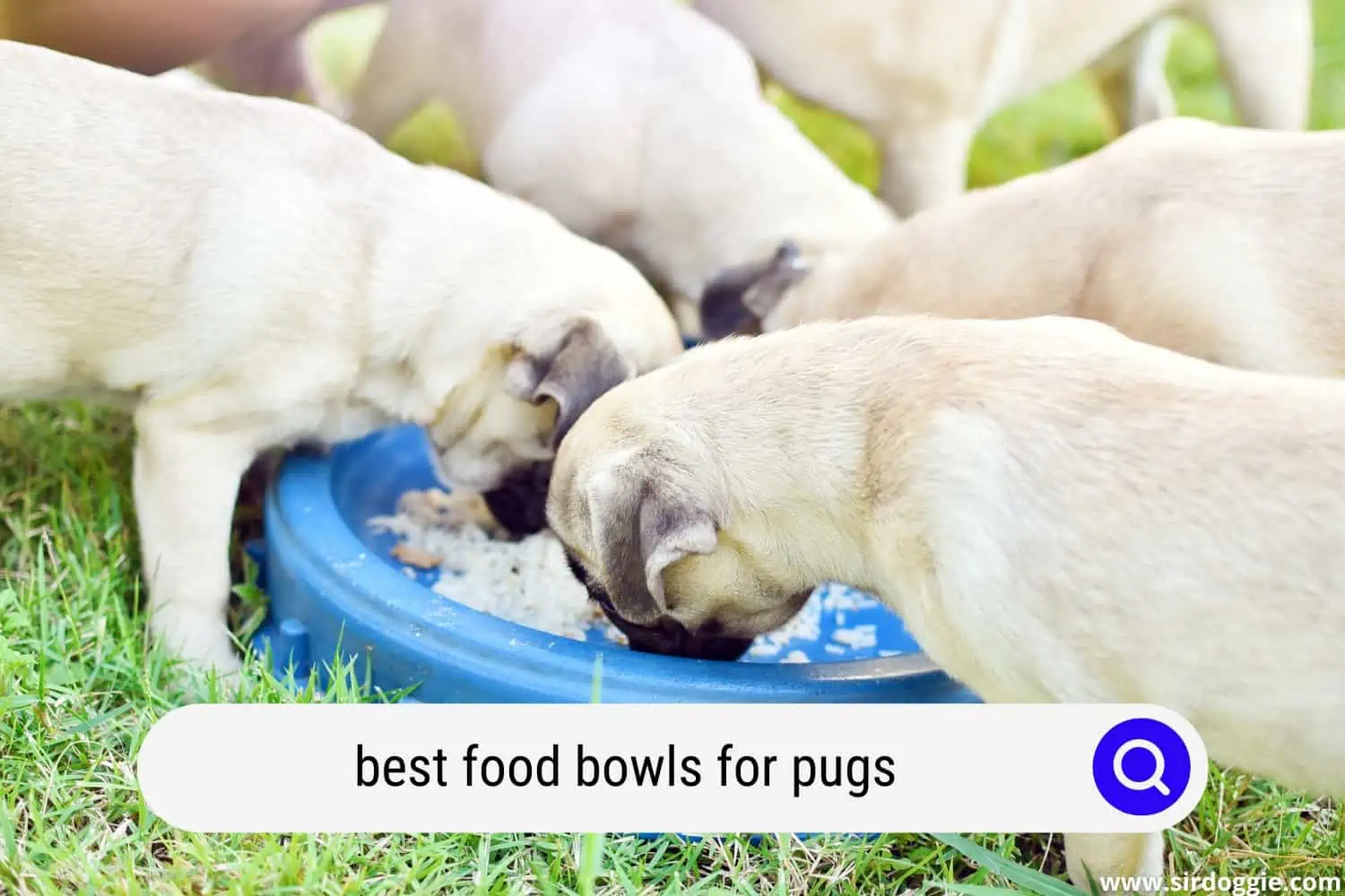 best food bowls for pugs