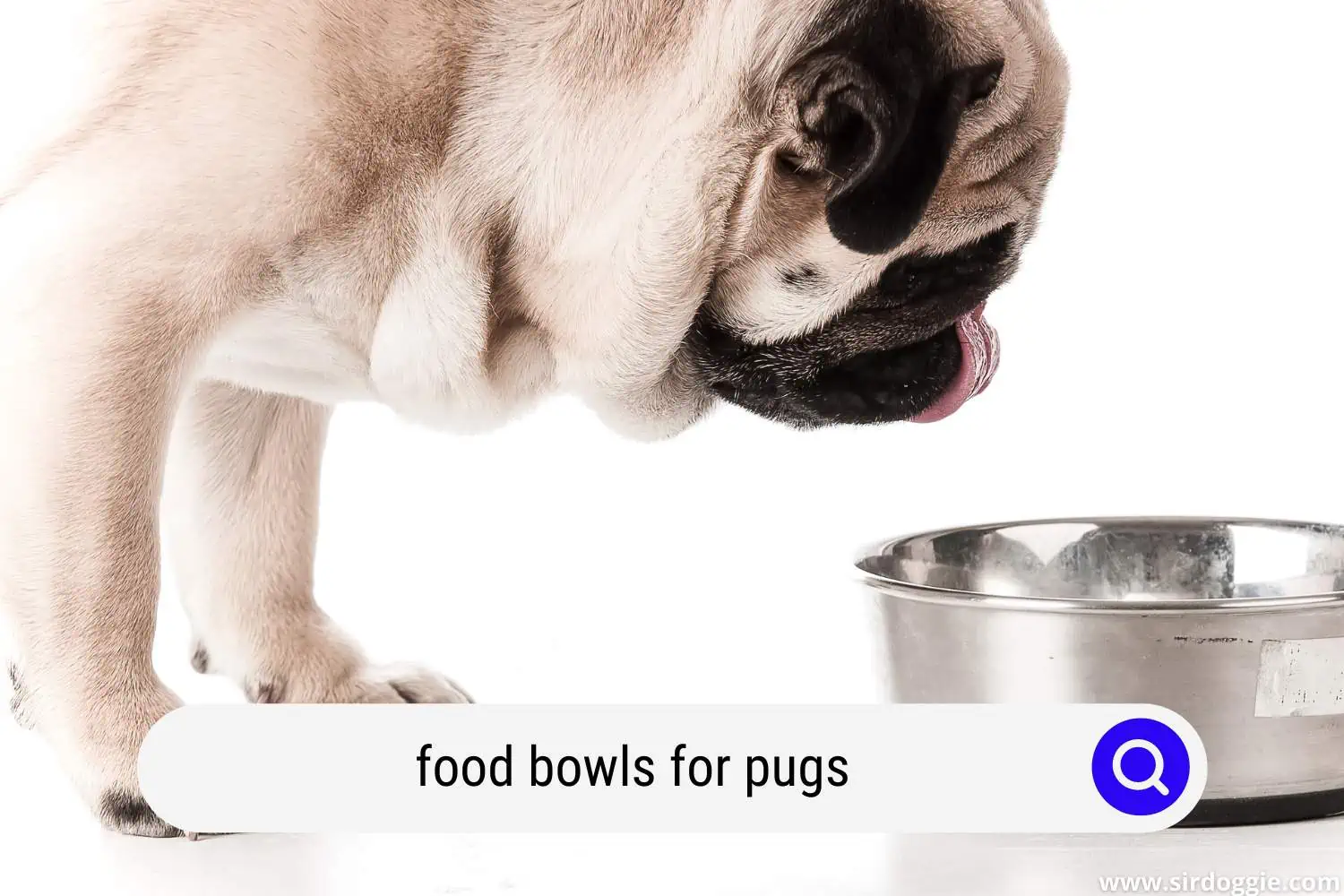 food bowls for pugs