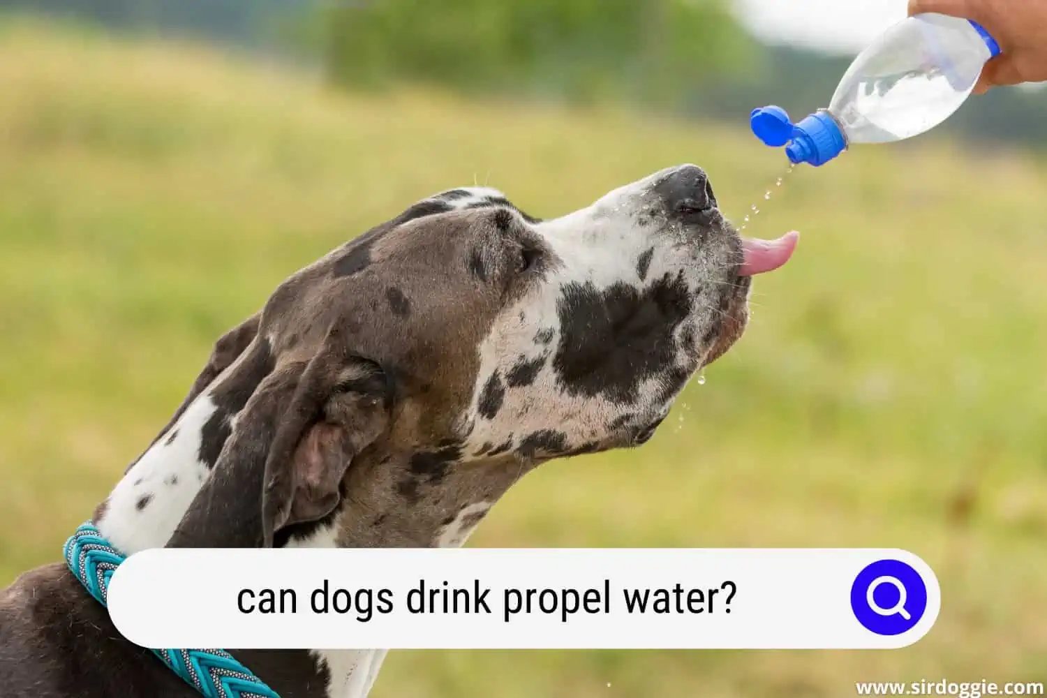can dogs drink propel water