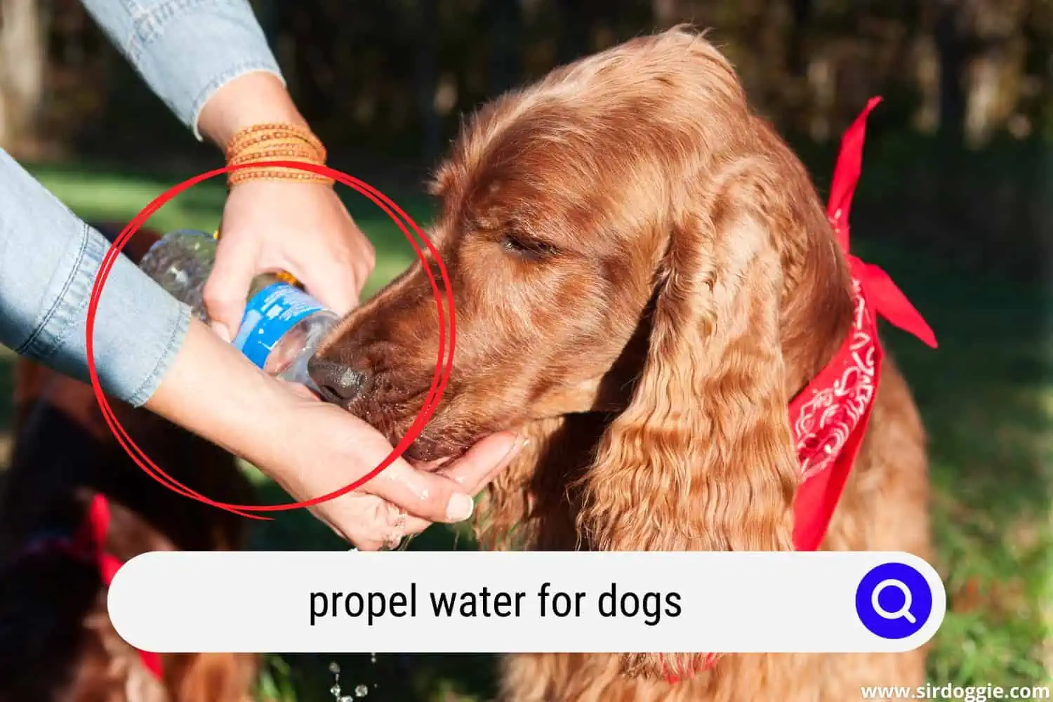 propel water for dogs
