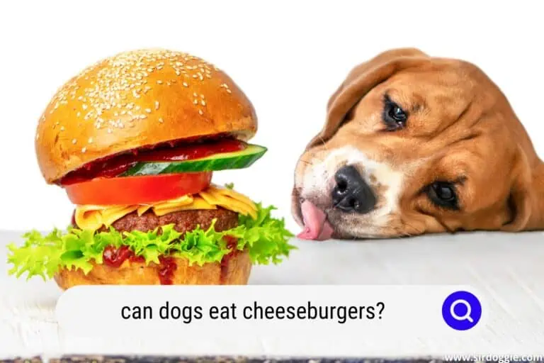 Can Dogs Eat Cheeseburgers? (3 Risks)