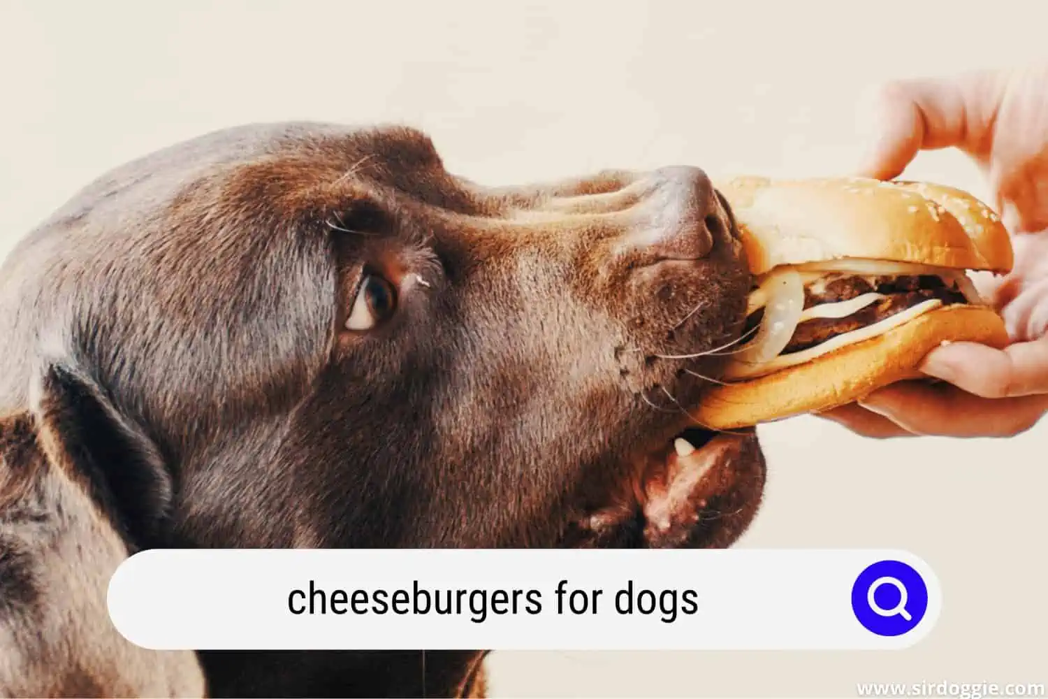 cheeseburgers for dogs