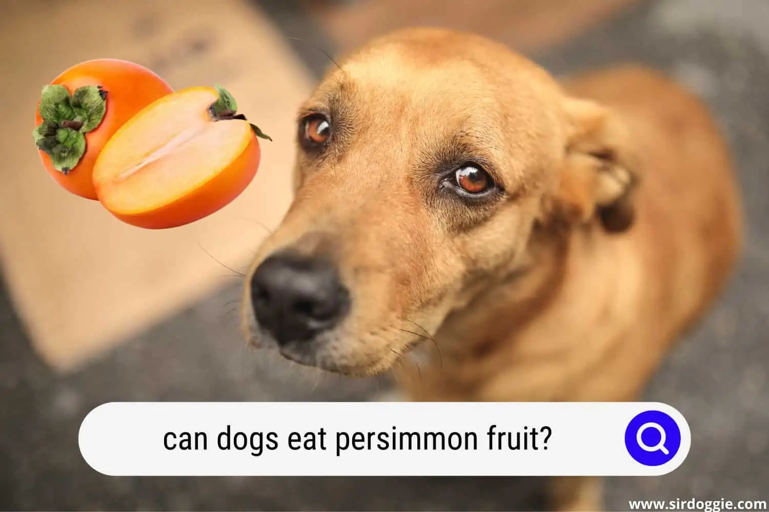can dogs eat persimmon fruit