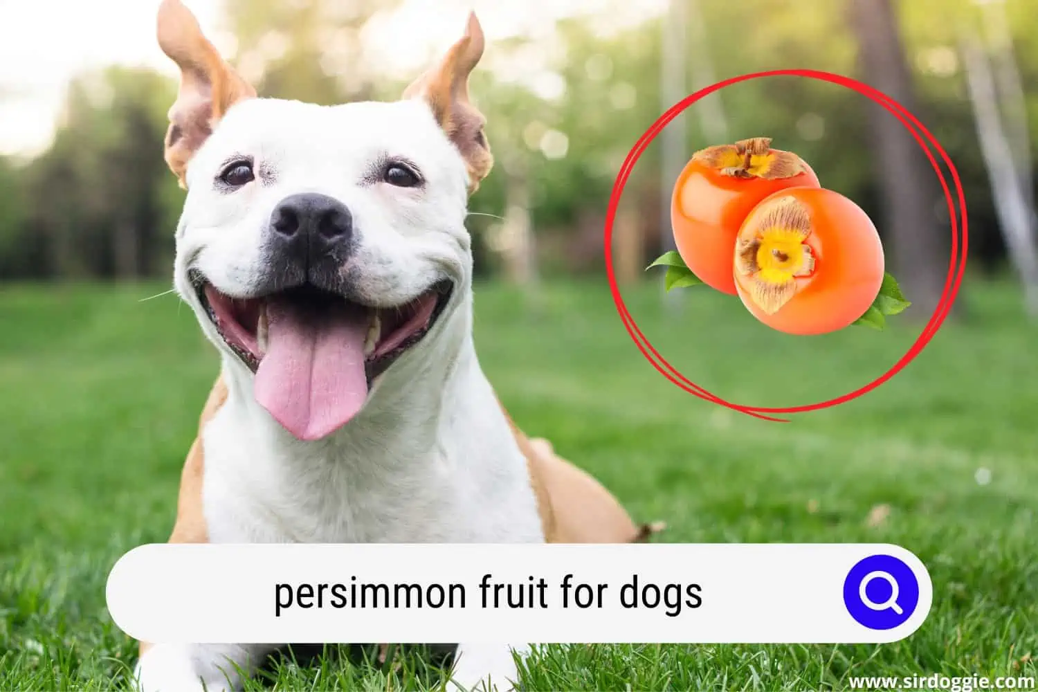 persimmon fruit for dogs