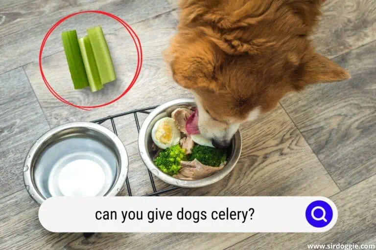 Can You Give Dogs Celery?