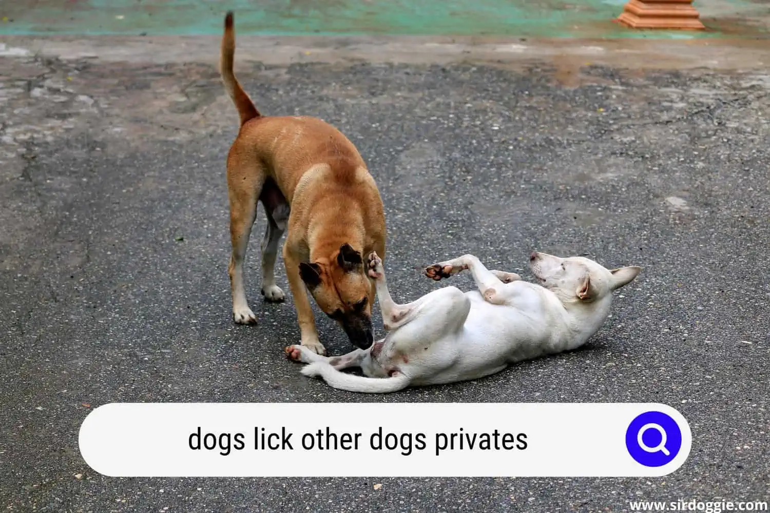 dogs lick other dogs privates