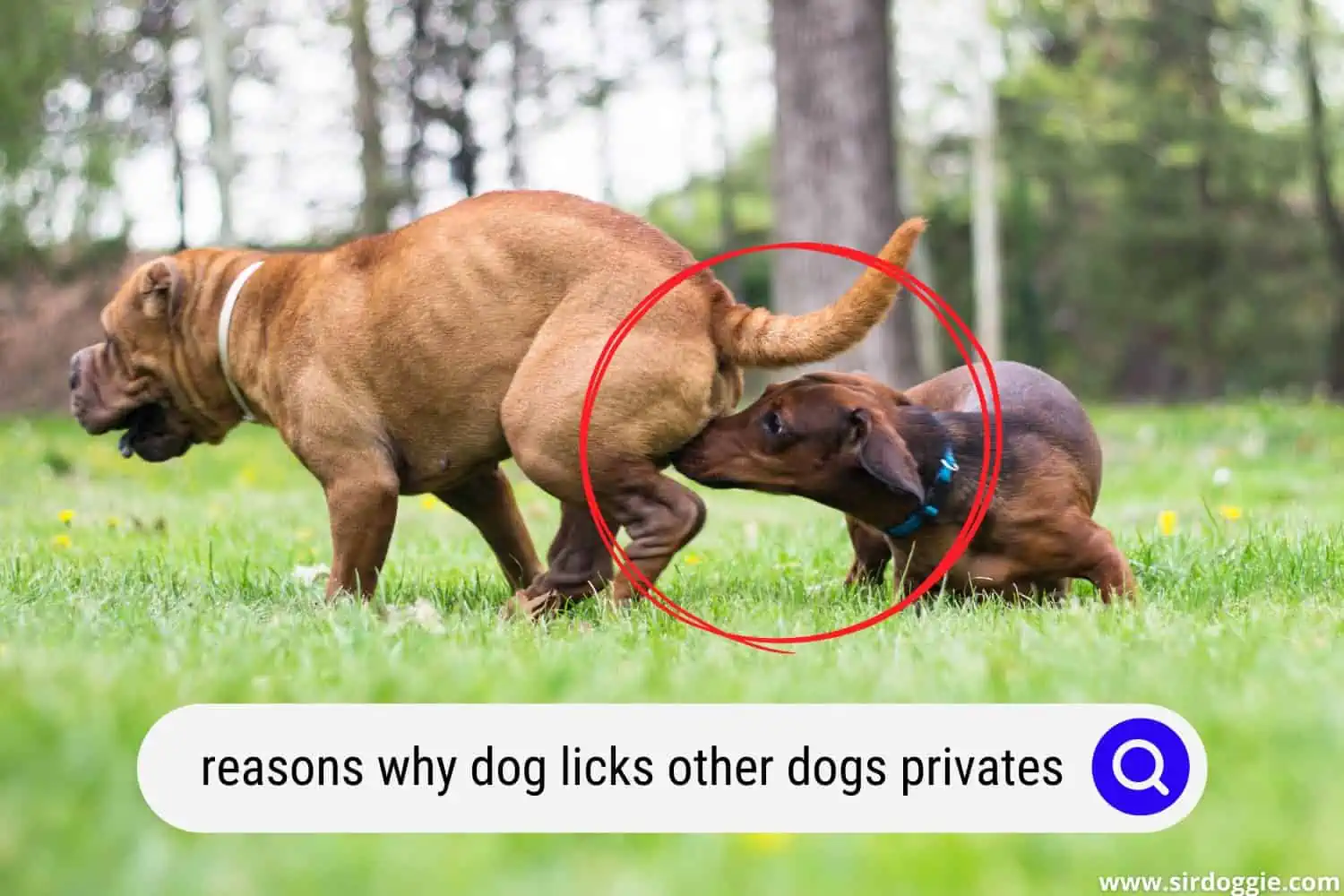 common reasons dogs lick other dogs privates