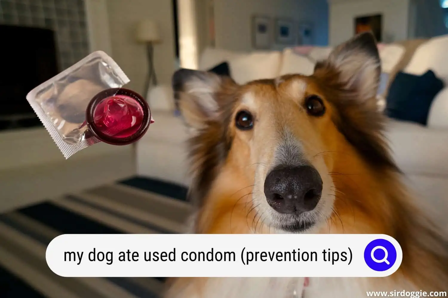 dog ate used condom
