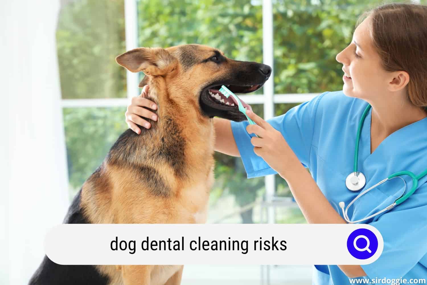 Dog Dental Cleaning Risks