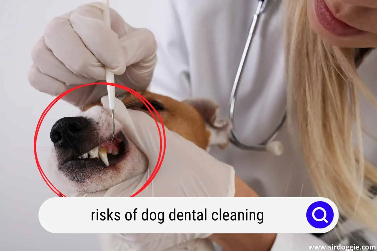 dog dental cleaning risks