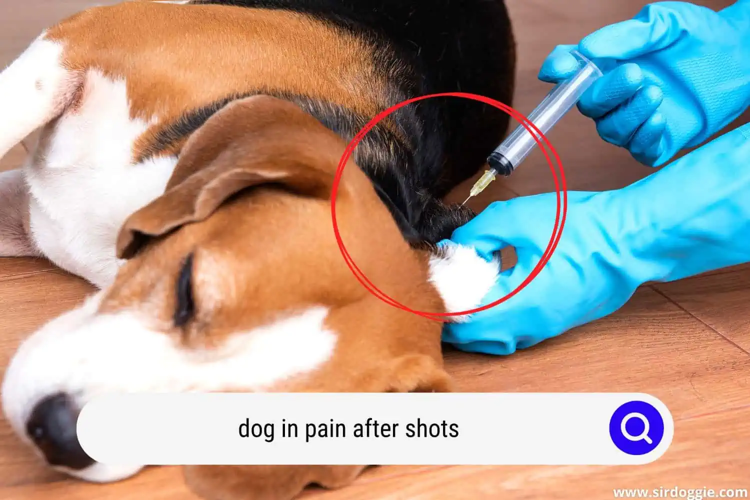 dog in pain after shots