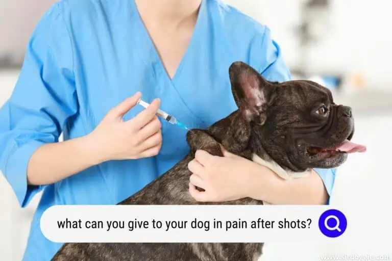 What Can I Give My Dog For Pain After Shots?