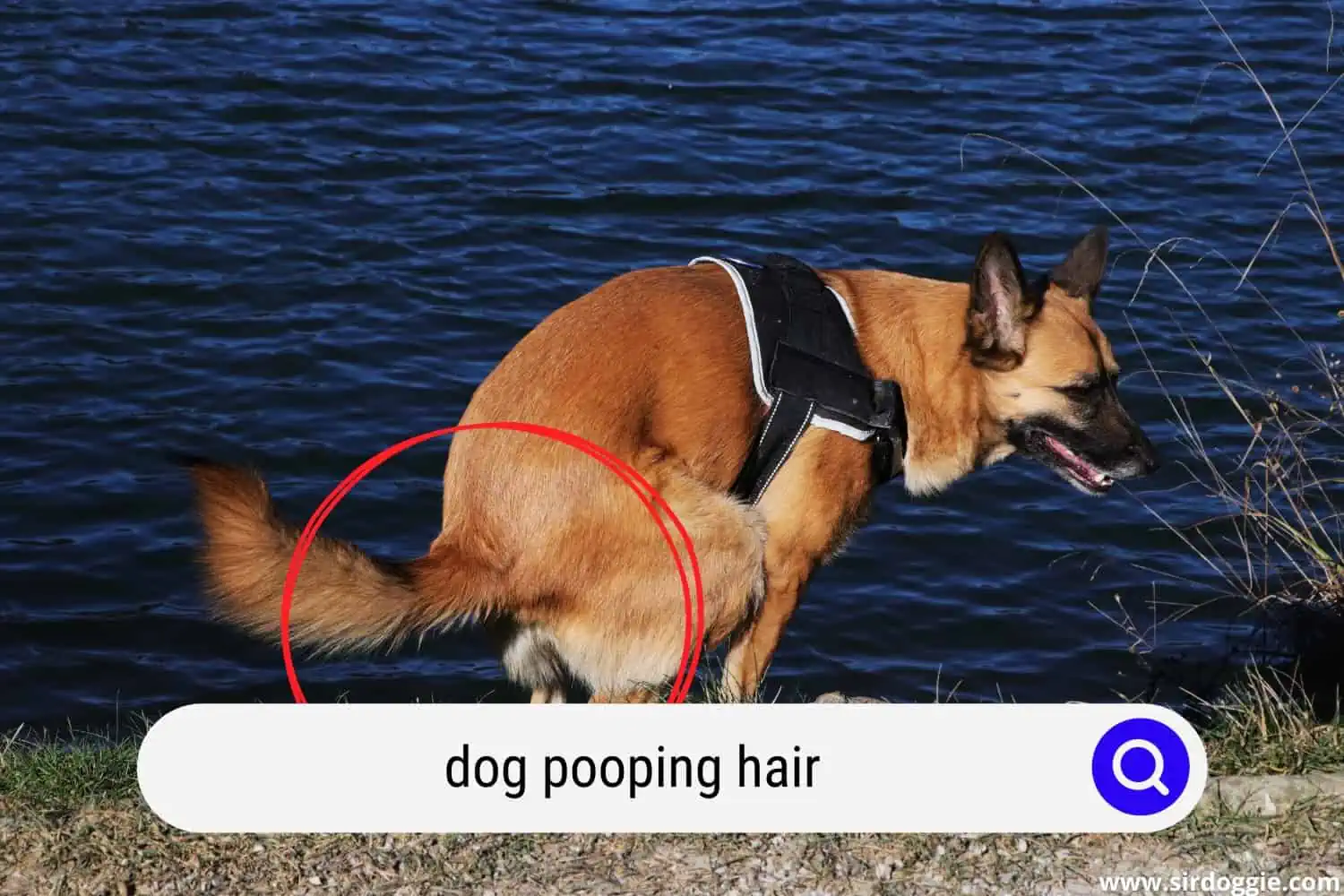 dog pooping hair