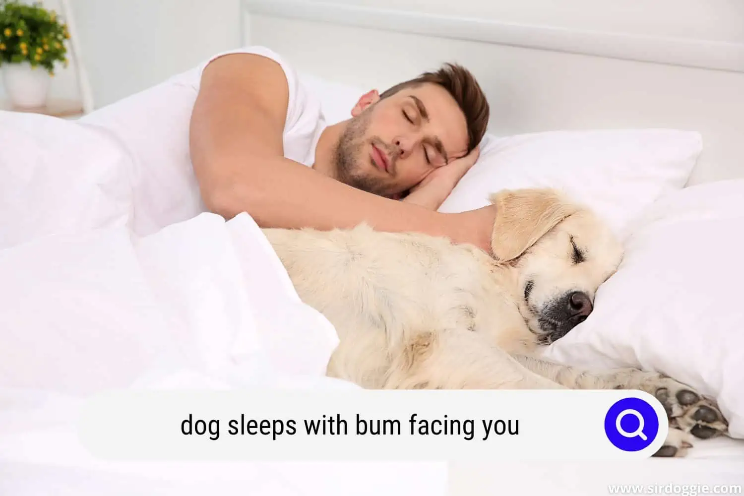 dog sleeps with bum facing you