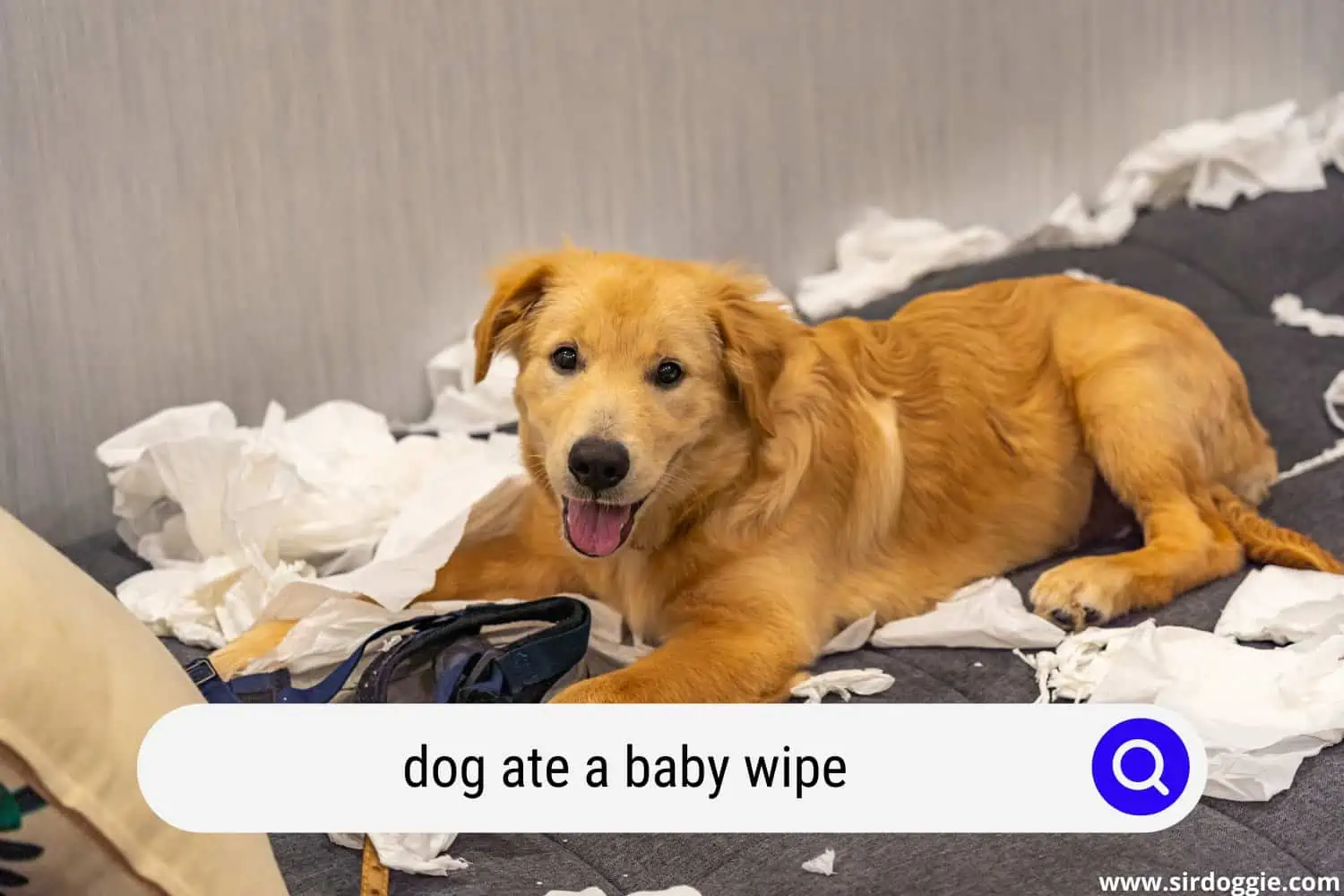 dog ate a baby wipe
