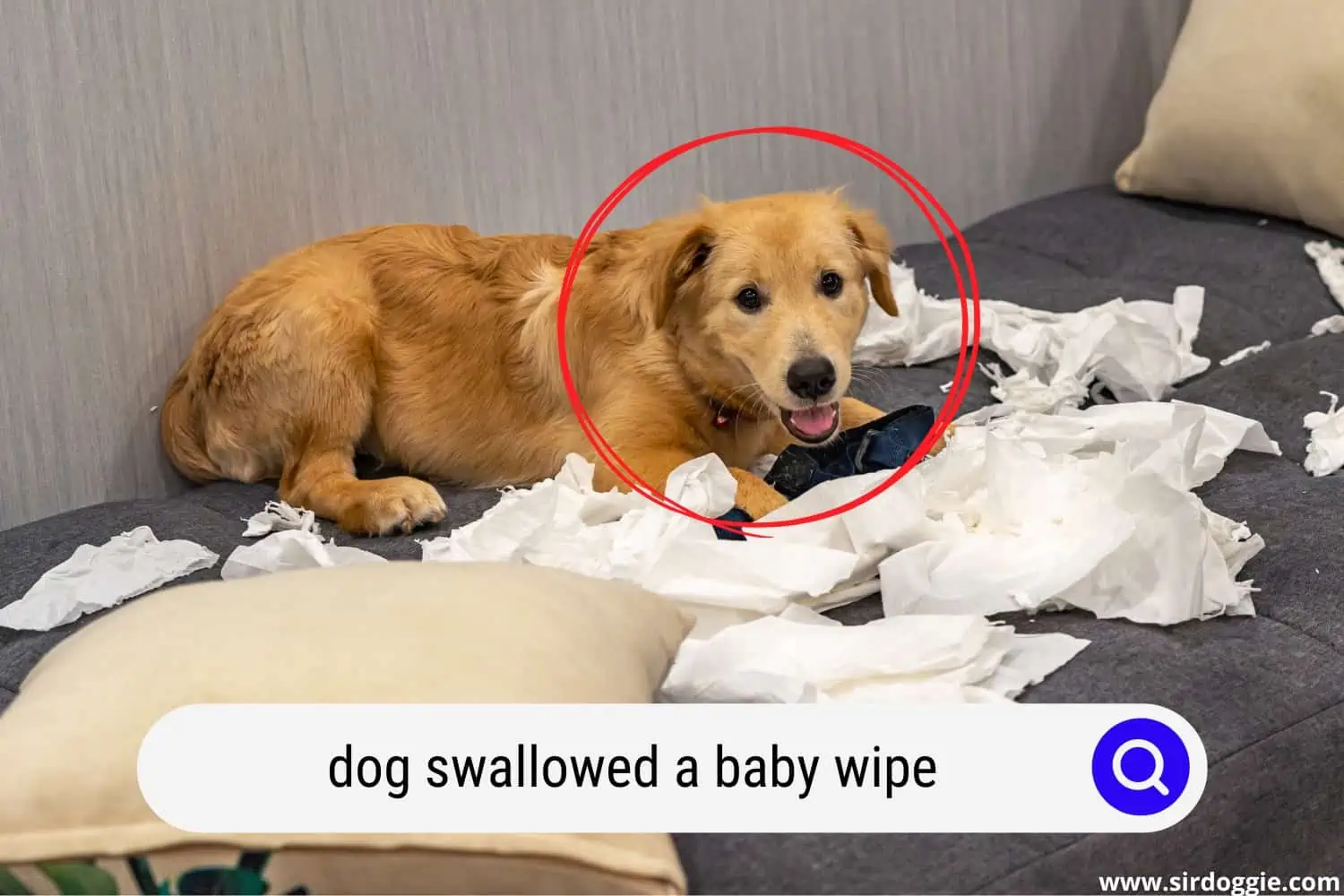 dog swallowed a baby wipe