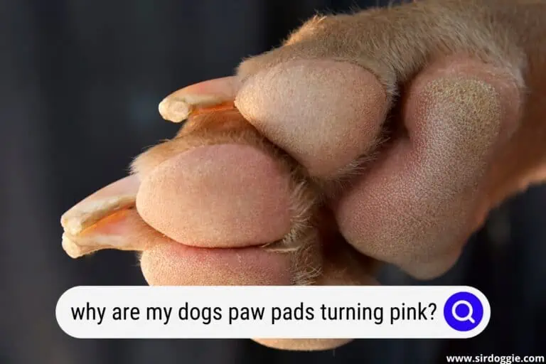 Why Are My Dog’s Paw Pads Turning Pink?