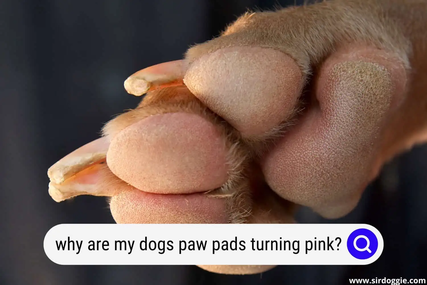 dogs paw pads pink