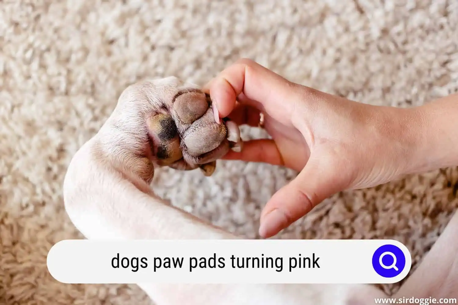 dogs paw pads turning pink