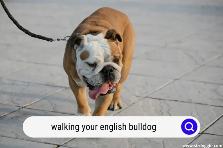 Walk Your English Bulldog Everyday: Do’s and Don’ts