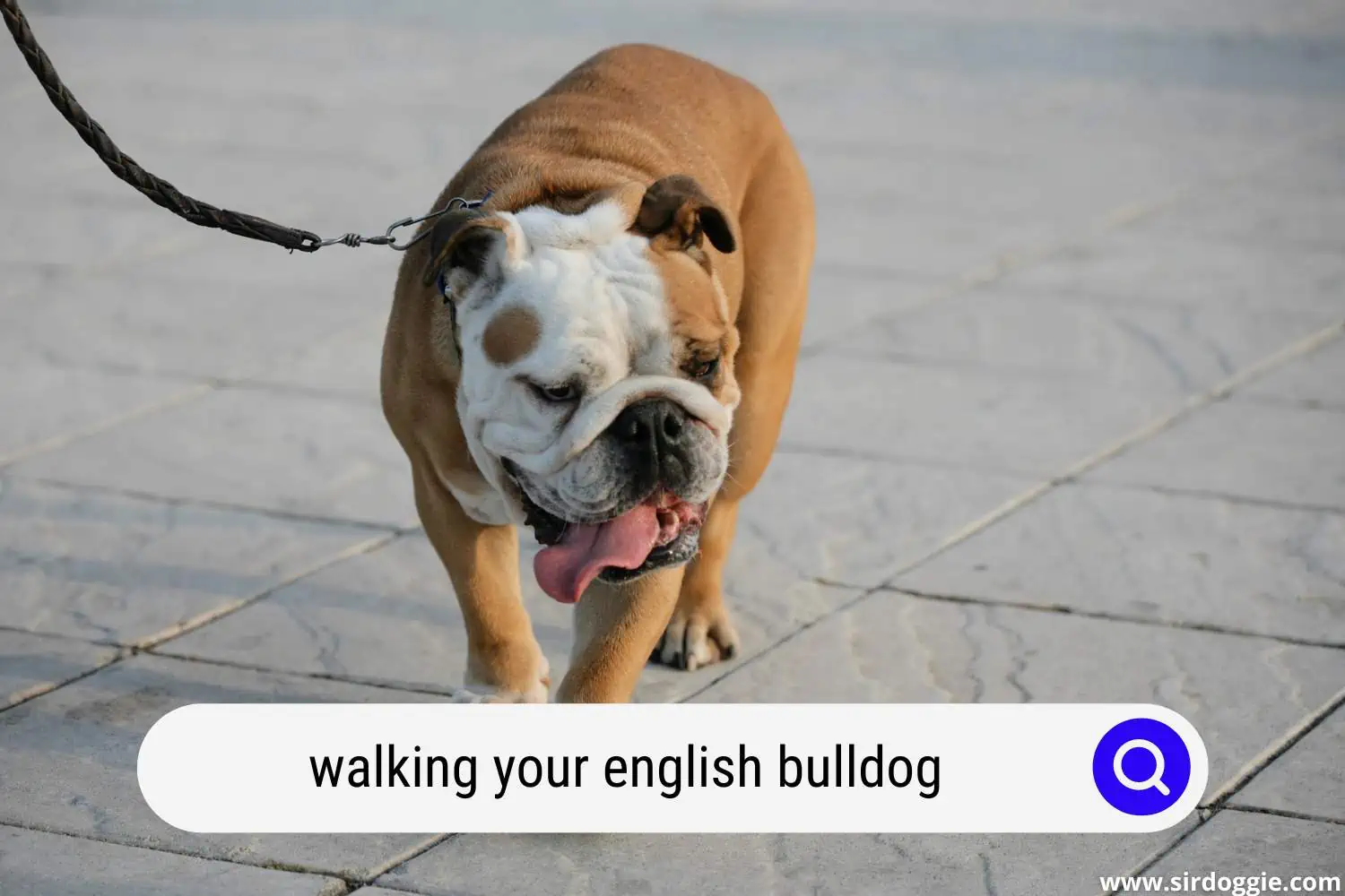 walking your english bulldog