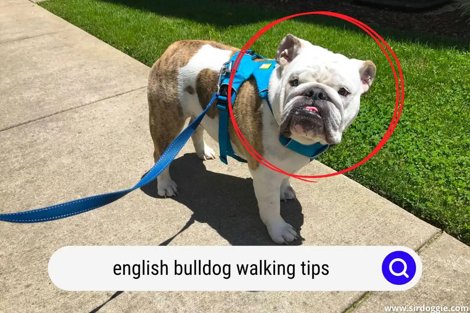 english bulldog walking tips