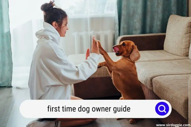 First Time Getting A Dog? A Guide To Dog Care & Health Information