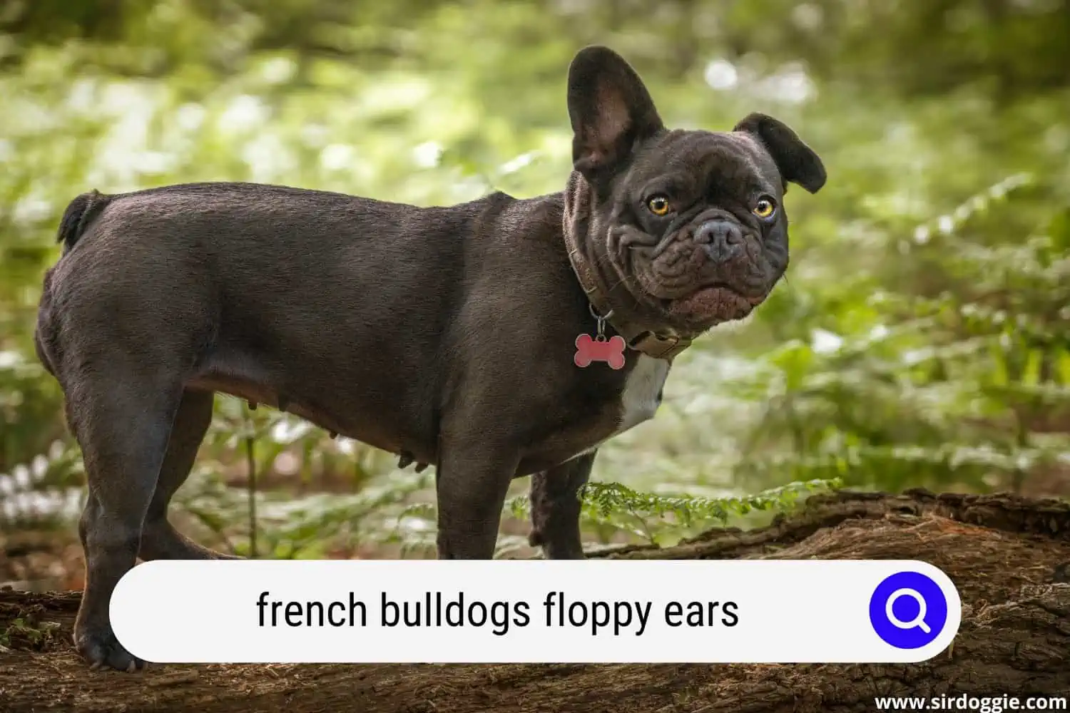 french bulldogs floppy ears