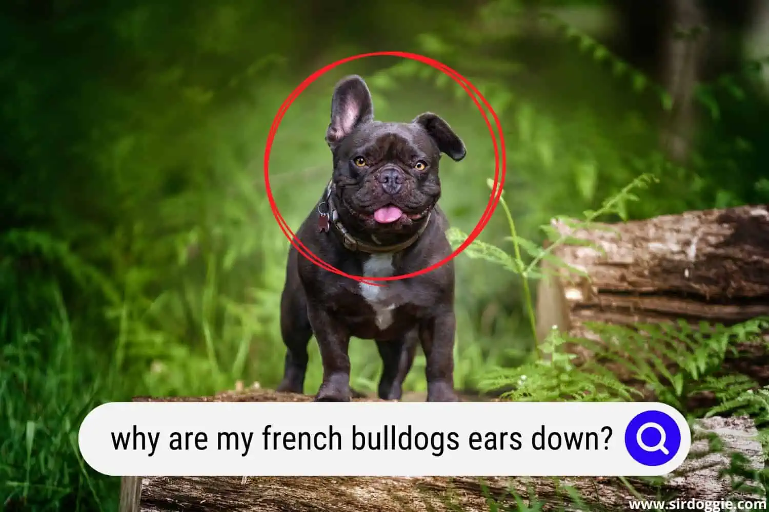 french bulldogs floppy ears