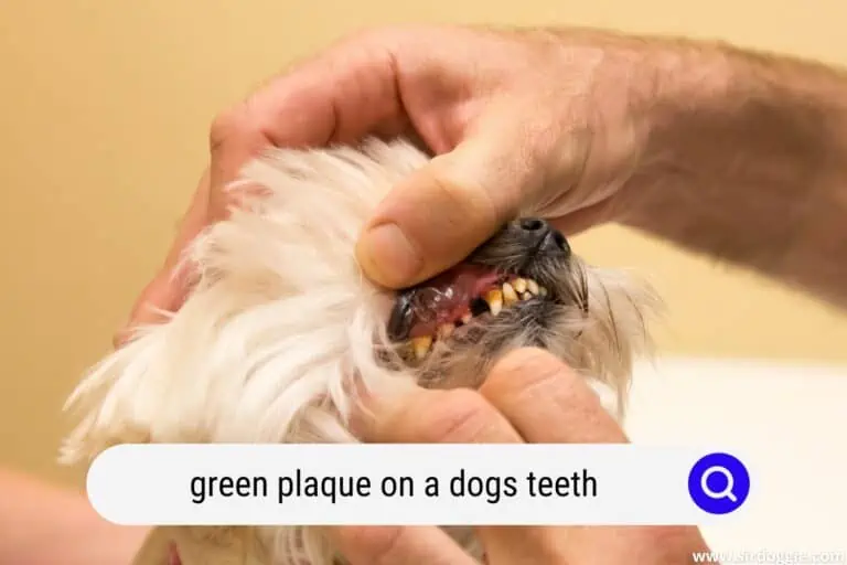 Green Plaque On A Dog’s Teeth: Discover The 5 Reasons and 4 Effective Preventative Measures To Fight It