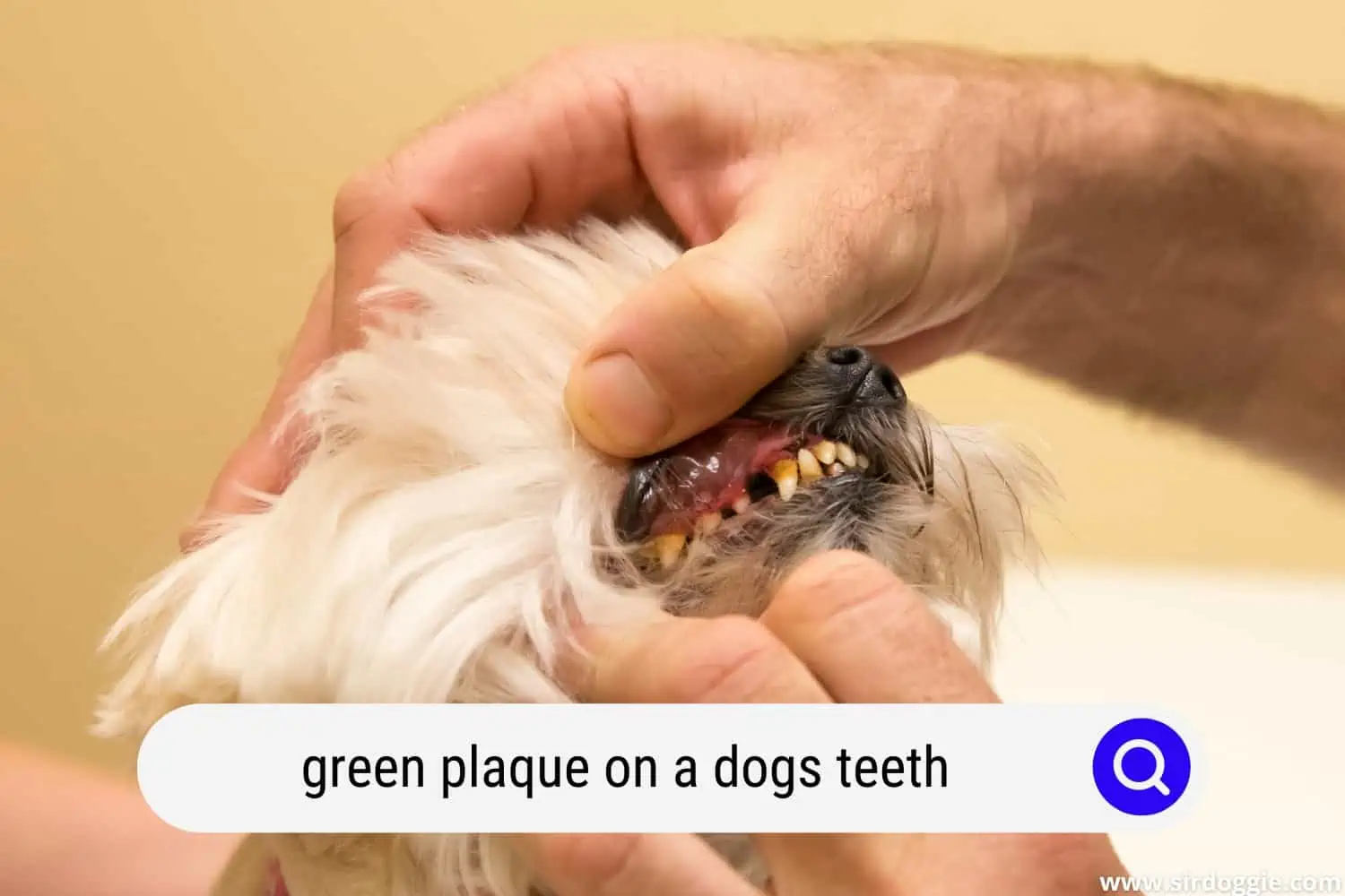 green plaque on a dogs teeth