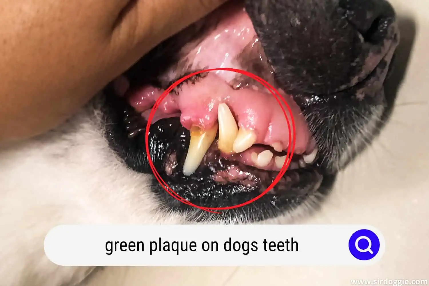 green plaque on dogs teeth