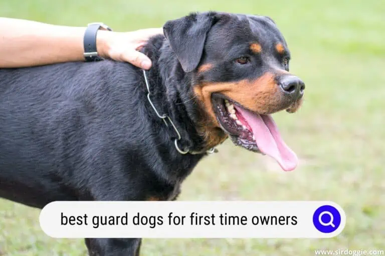 The 8 Best Guard Dogs For First Time Owners