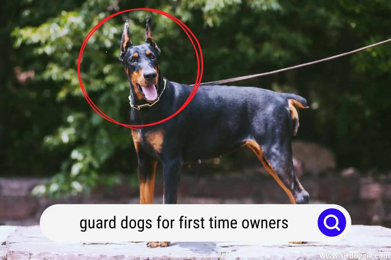 guard dogs for first time owners