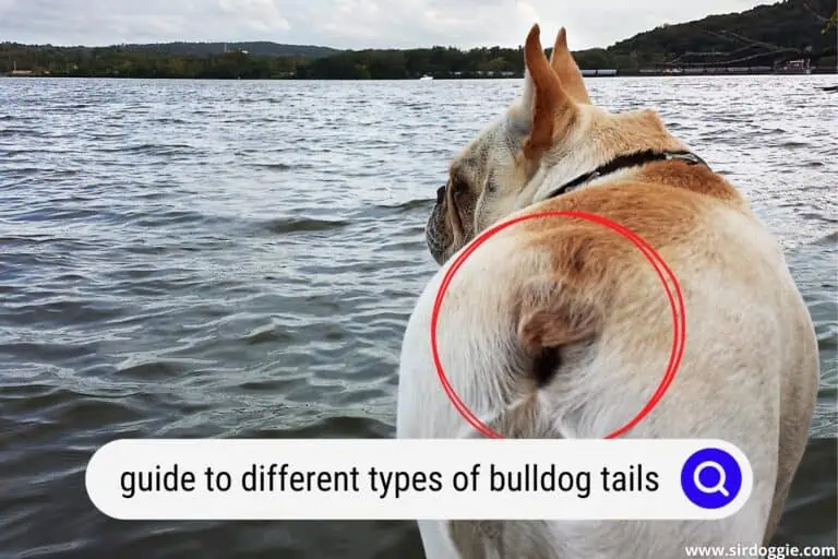 A Guide to Bulldog Tails & The Different Types