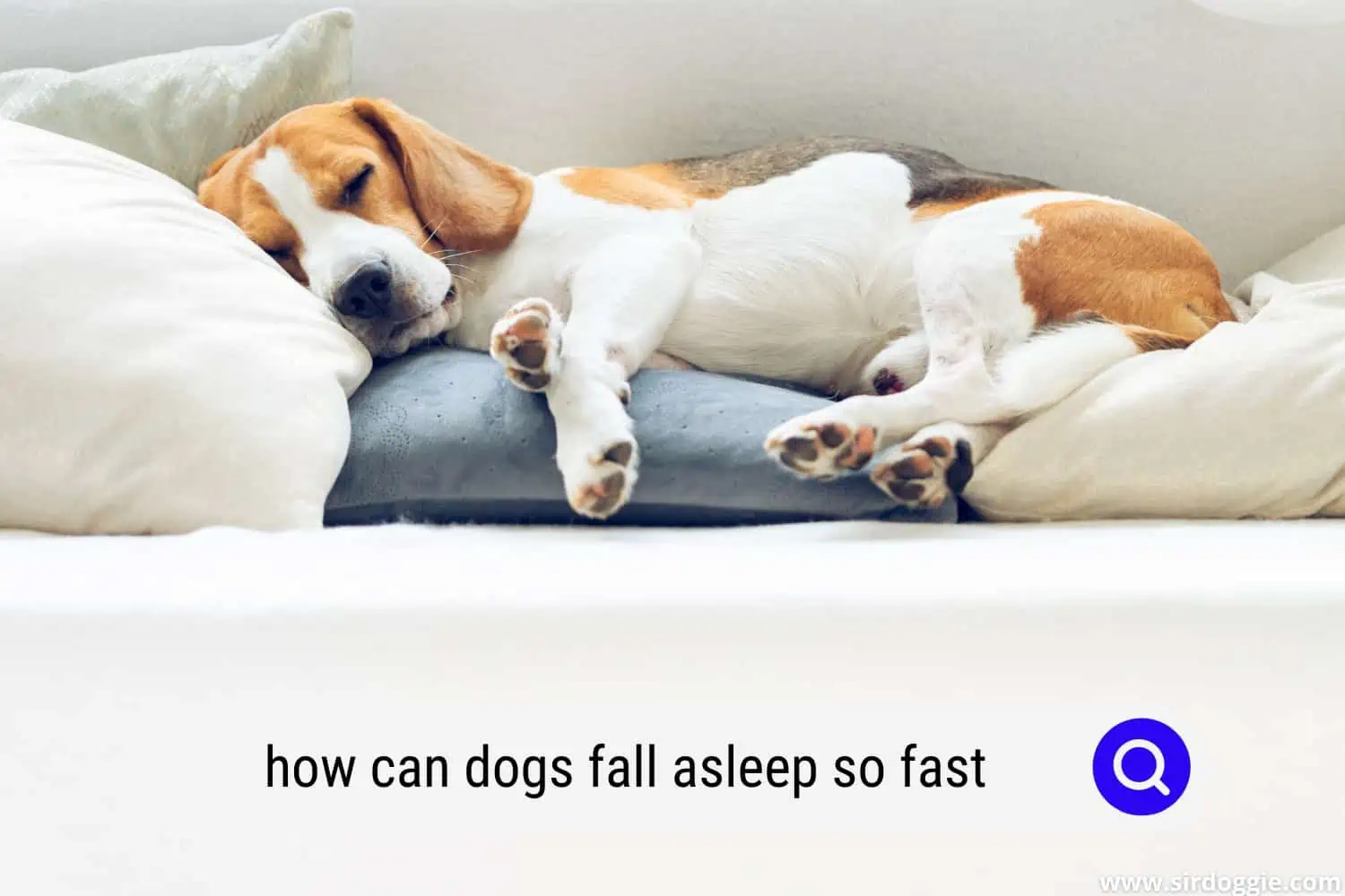 how can dogs fall asleep so fast