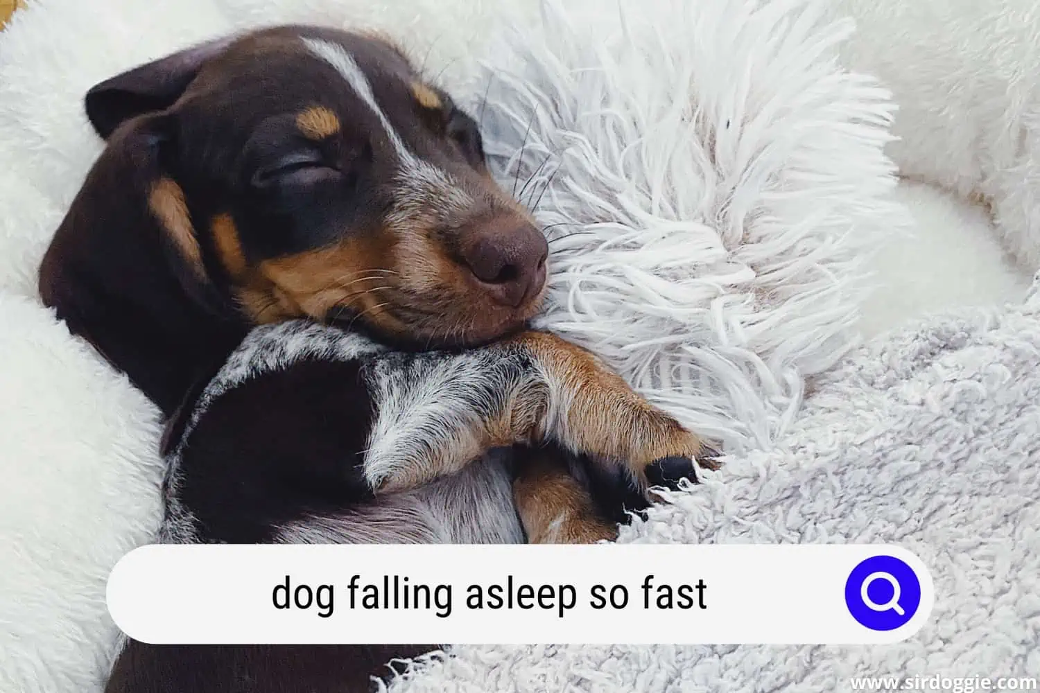 how can dogs fall asleep so fast