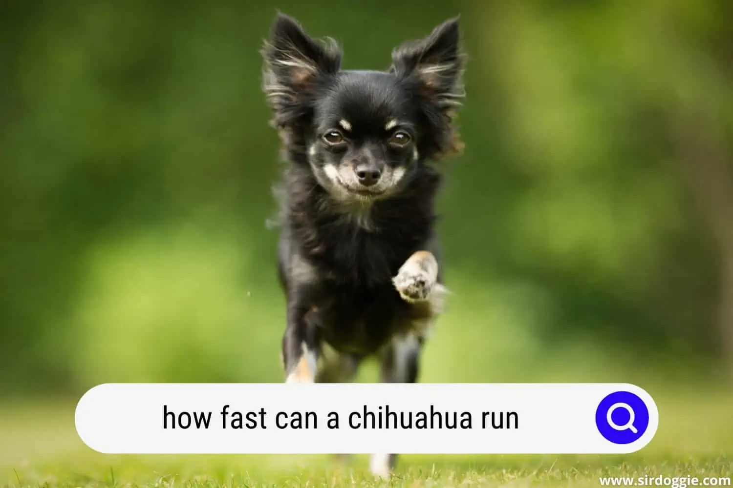 how fast can a chihuahua run