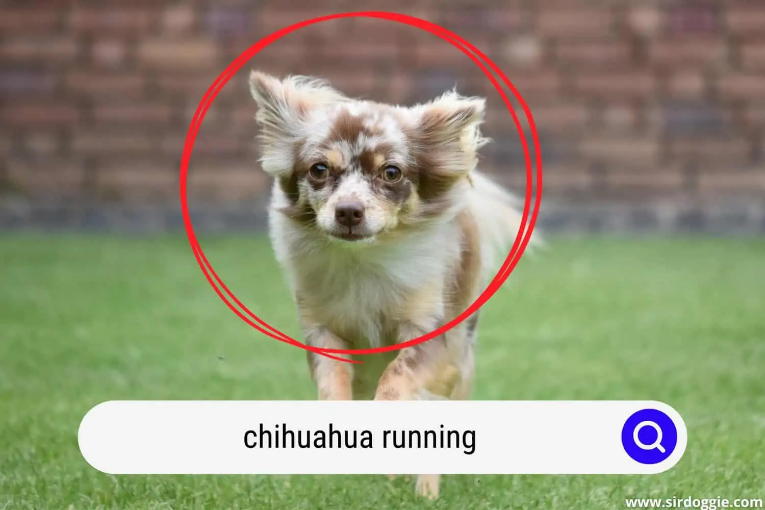 chihuahua running