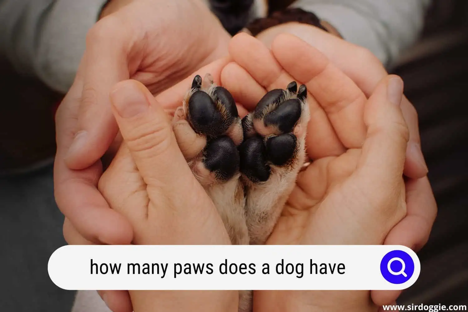 how many paws does a dog have