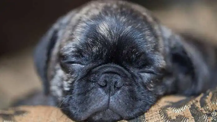  how much are brindle pugs